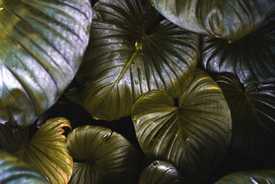 Full frame shot of vegetables