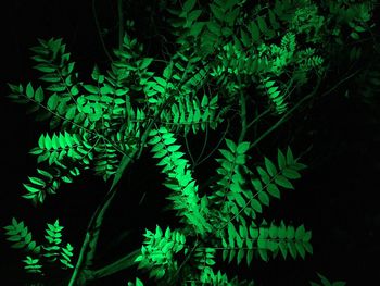 Close-up of fern leaves