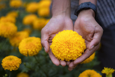 Close-up of hand holding yellow flower