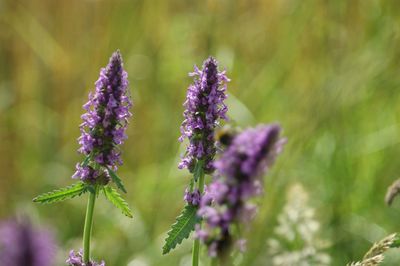 Close-up of purple flowers