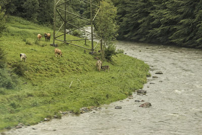 Sheep grazing in grassy field