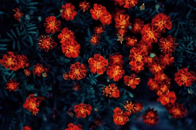 Close-up of marigold blooming outdoors