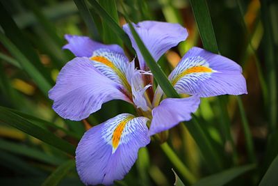 Close-up of purple iris blooming outdoors