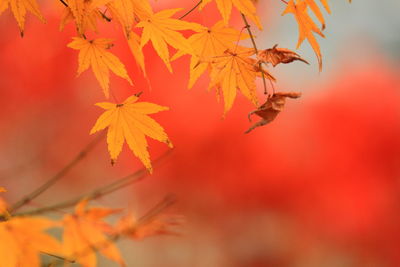 Close-up of red leaves