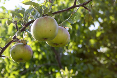 Close-up of apples on tree