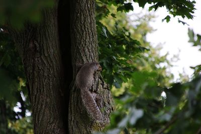 Close-up of lizard on tree trunk