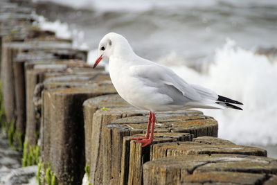 Seagull perching on wooden post