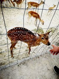 High angle view of hand with dog