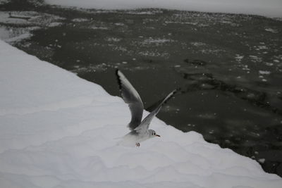High angle view of gray heron flying over water