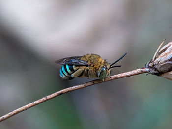 Close-up of bee perching on plant