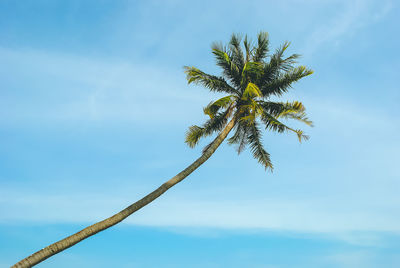 Low angle view of palm tree against sky