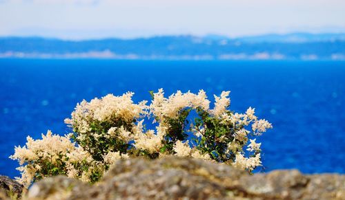 Close-up of flowering plant against blue sea