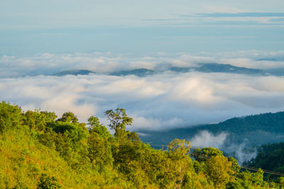 Scenic view of trees against sky