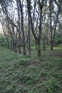 Trees in forest