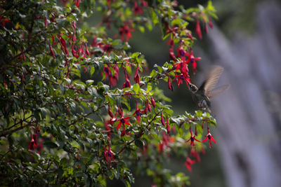 Close-up of bird flying by branches in park