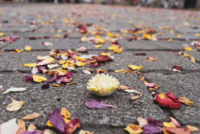 Close-up of fallen maple leaves on street