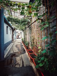 Street amidst trees