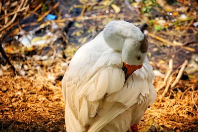 High angle view of a bird on field