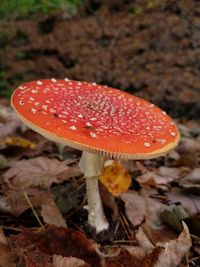 Close-up of fly agaric mushroom on field