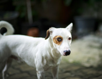 Domestic dog looking with contact to camera