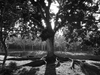 Trees by lake against sky