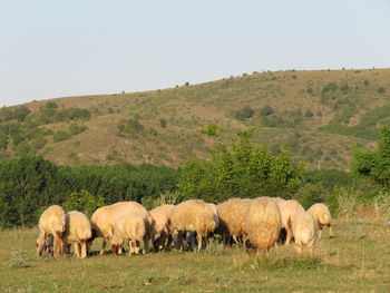 Sheep grazing in a field