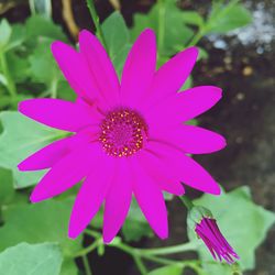 Close-up of pink flower