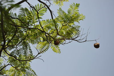 Low angle view of tree against sky