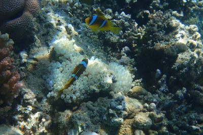 View of fishes swimming in sea