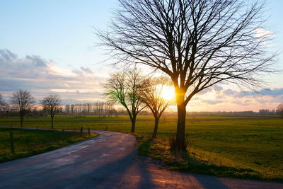 Trees on field against sky during sunset