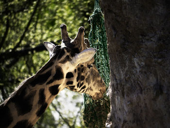 Giraffe in zoo