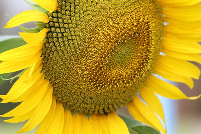 Macro shot of sunflower