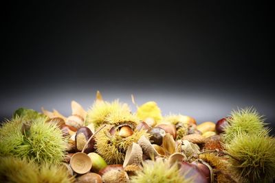 Close-up of cactus against black background