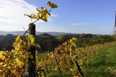 Scenic view of vineyard against sky