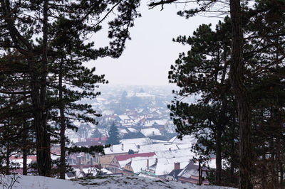 Trees on snow covered land against sky