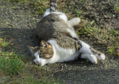 Cat relaxing on field