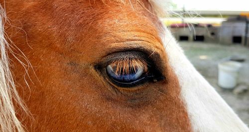 Close-up of a horse