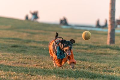 Dog running on grassy field towards ball against sky during sunset