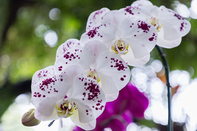 Close-up of white cherry blossom