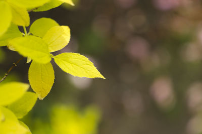 Close-up of leaves