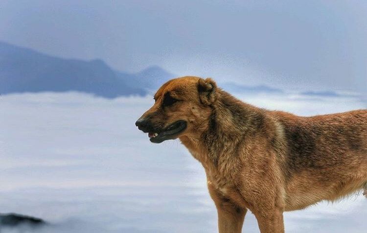 DOG ON SHORE