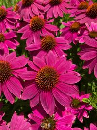 Close-up of pink flowering plant in park