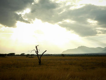 Scenic view of field against sky