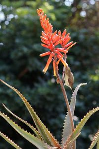 Close-up of red flowering plant