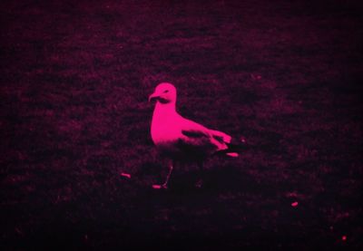 bird