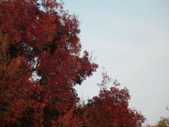 Low angle view of trees against sky