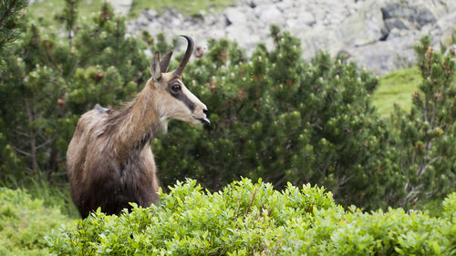 Goat looking away while standing by plants