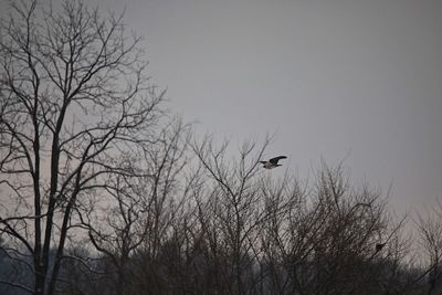 Low angle view of silhouette birds flying against sky