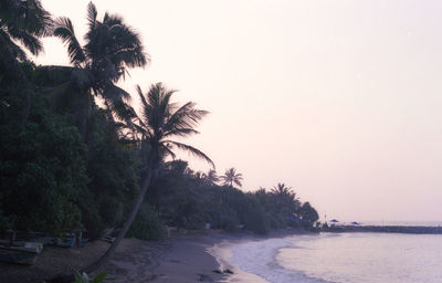 Palm trees on beach against clear sky