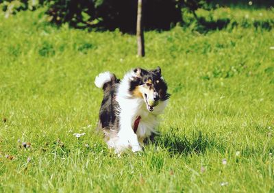 Dog on grassy field during sunny day